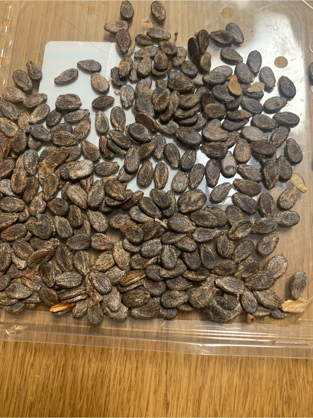 Baby sugar Watermelon Seed